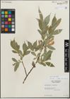 Foto von Salix lucida Muhl.